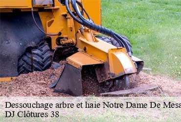 dessouchage-arbre-et-haie