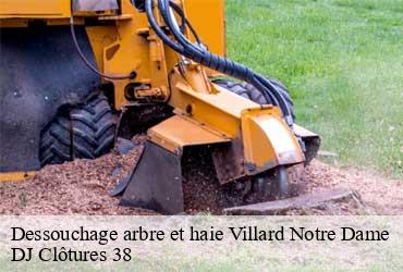 dessouchage-arbre-et-haie